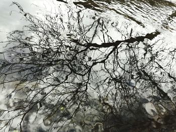 Close-up of bare tree against sky