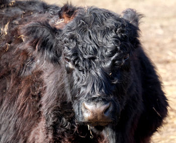 Highland cattle head,close up