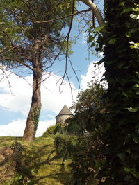 Trees against sky