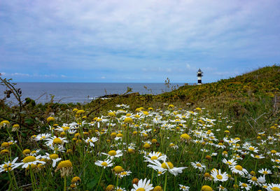 Flowering plants by sea against sky