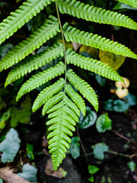 Close-up of fern leaves