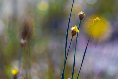 Close-up of insect on flower