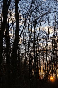 Low angle view of trees against sky