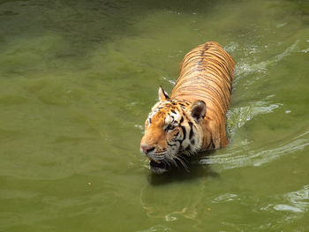 High angle view of a cat swimming in lake