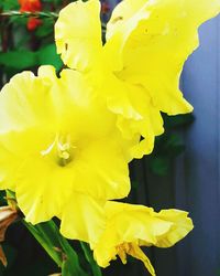 Close-up of yellow flower