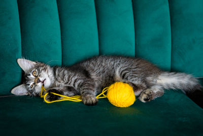 Portrait of cat lying down