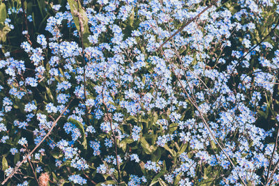 Low angle view of cherry blossom tree