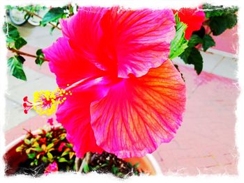 Close-up of pink flowers