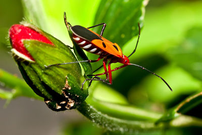 Close-up of insect on red leaf