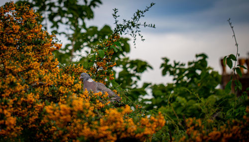 Close-up of a plant against the sky