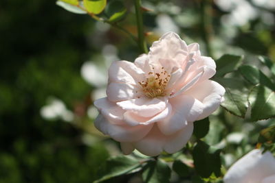 Close-up of white flower blooming outdoors