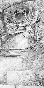 High angle view of dry plant on field