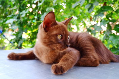 Cat sitting on a plant