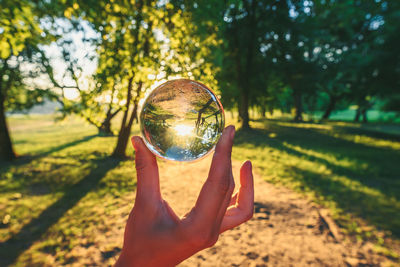 Human hand holding crystal ball on tree