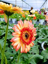 Close-up of red flower blooming in greenhouse