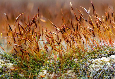 Microscopic forest