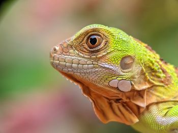 Close-up of lizard