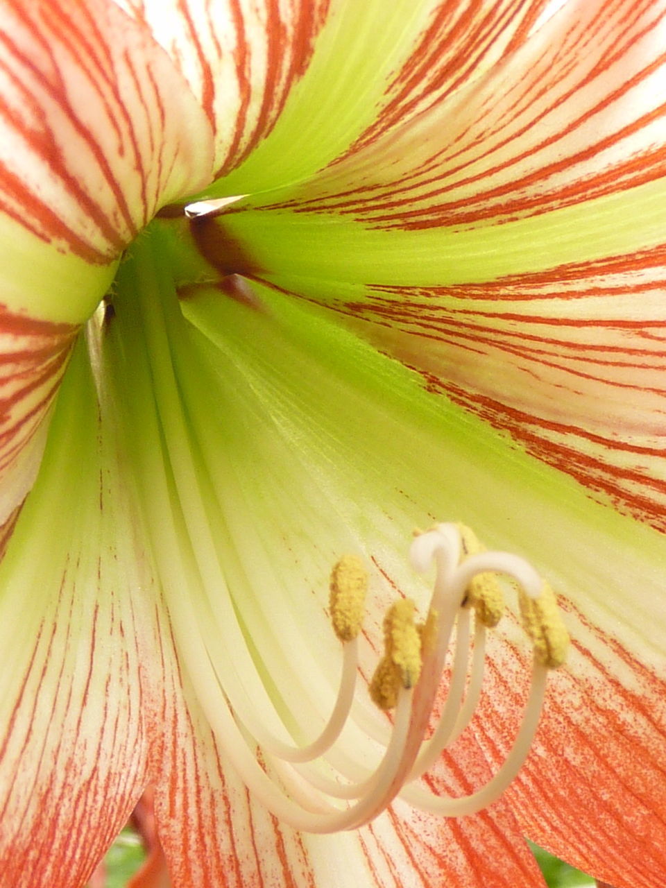 FULL FRAME SHOT OF WHITE FLOWER