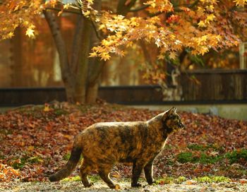 A tortoiseshell cat standing in japanese garden at autumn leaves season