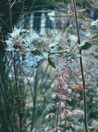 Close-up of plant against blurred background