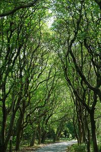 Scenic view of trees in forest