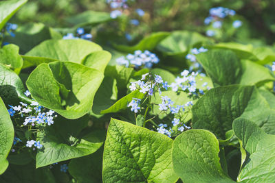 Beautiful photo of forget-me-nots close-up. myosotis.