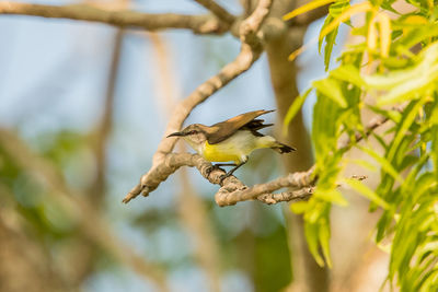 Close-up of a bird flying