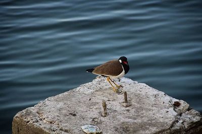 Bird perching on rock