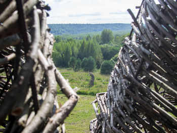 Close-up of trees in forest against sky