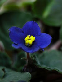 Close-up of purple flower