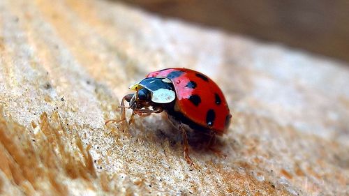 Close-up of ladybug on leaf