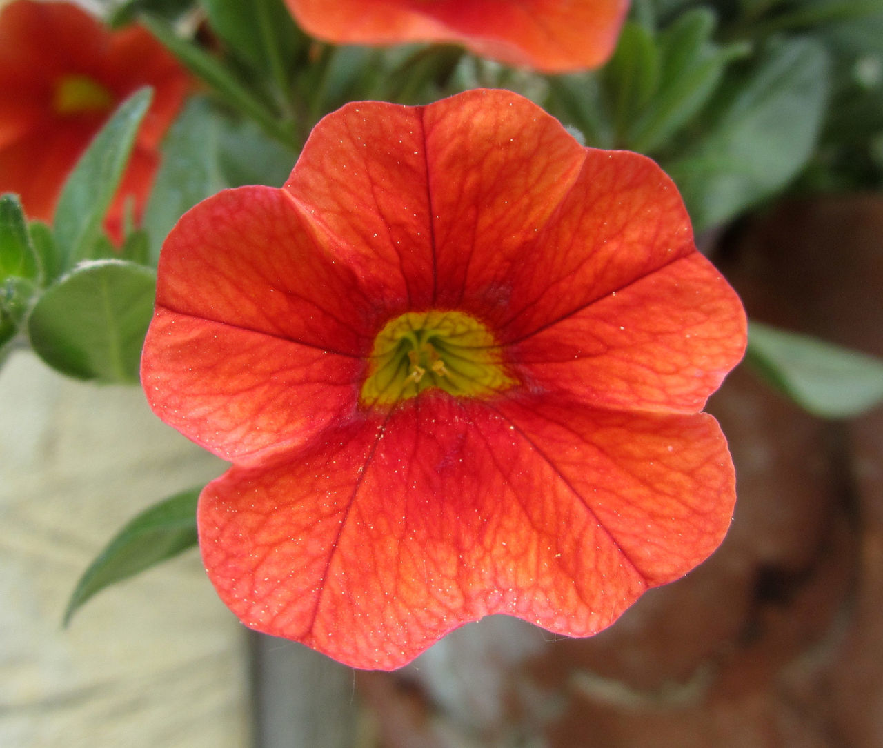 flower, plant, flowering plant, freshness, close-up, beauty in nature, flower head, petal, inflorescence, fragility, red, nature, growth, plant part, no people, leaf, focus on foreground, pollen, outdoors, hibiscus, botany, macro photography, stamen, food