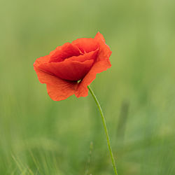 Close-up of red poppy flower