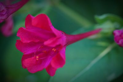 Close-up of pink flower