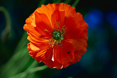 Close-up of orange flower