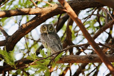 Low angle view of eagle on tree