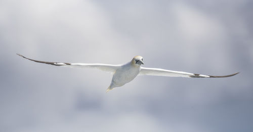 Low angle view of seagull against sky