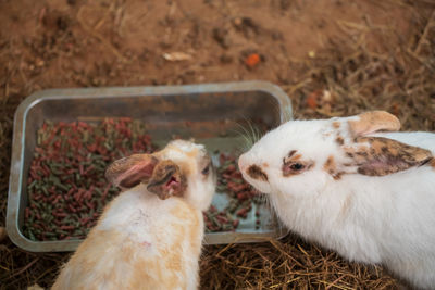 Top view portrait of two rabbits eat pellet food on tray in farm.