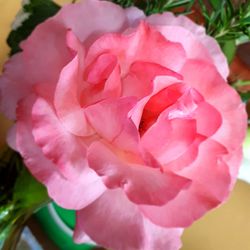 Close-up of pink rose
