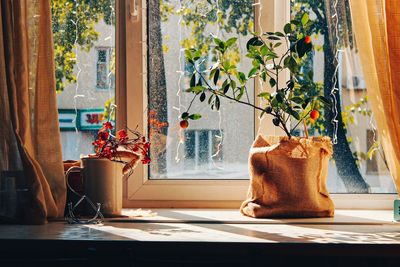 Potted plant on table at home