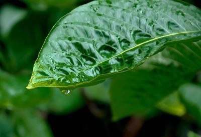 Close-up of water drops on plant