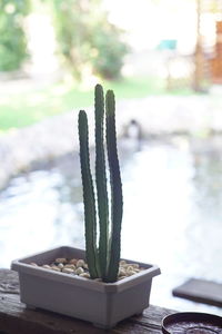 Close-up of succulent plant on table