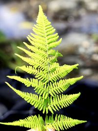 Close-up of fern leaves