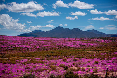 Field of wild flowers in the karoo 