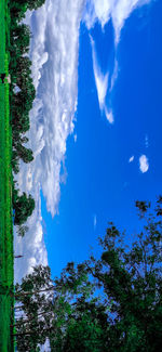 Scenic view of trees against blue sky