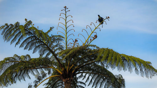 Low angle view of palm tree against sky