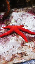 Close-up of coral in sea