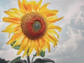 Close-up of sunflower against sky