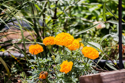 Close-up of yellow flowers