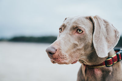 Close-up of dog looking away